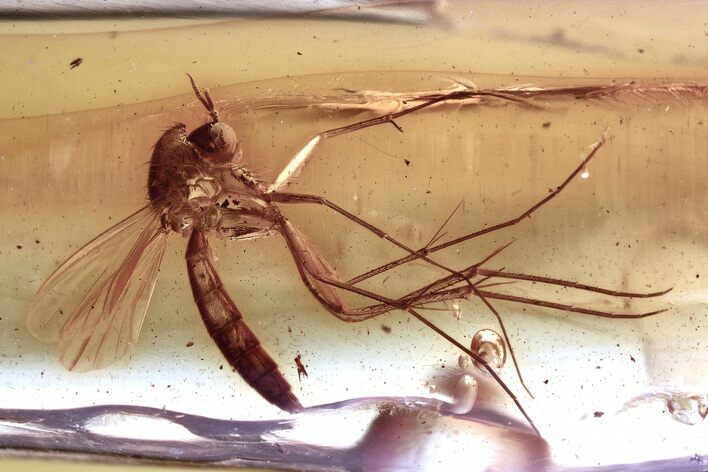 Detailed Fossil Fungus Gnat (Mycetophilidae) In Baltic Amber #357866